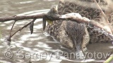 Video of Eurasian Teal - Eating Eurasian Teal in lake of winter